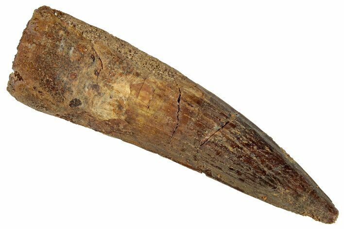 Fossil Spinosaurus Tooth - Real Dinosaur Tooth #324856
